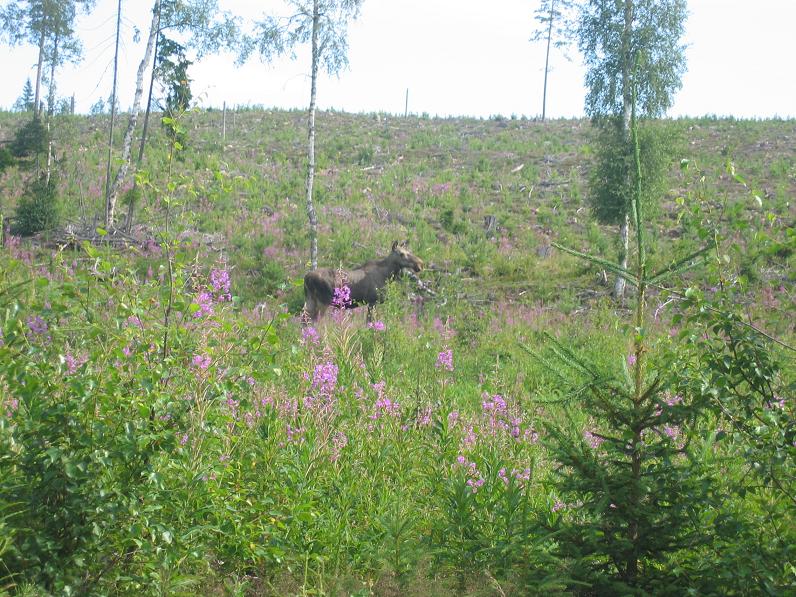 Sweden 2006-04 115